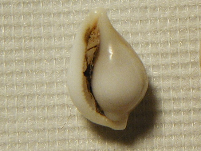 Ovulidae : Simnia purpurea e altri rappresentanti